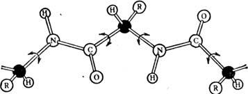a-Спіраль являє собою праву спіраль, у до-рій на один виток припадає 3,6 амінокислотних залишку;  крок спіралі 5,4   , діаметр   (Без бічних груп)