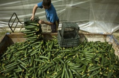 2 червня 2011, 21:40 Переглядів:   Експортери овочів і фруктів по всій Європі втрачають близько 200 мільйонів євро в тиждень, фото AFP